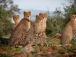 Mendatangkan Lagi Singa-Jerapah di Lahan Bekas Ladang