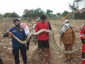 Hiii...Ular Sanca Sumatera 5 Meter Muncul di Showroom Mobil Makassar