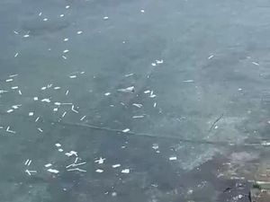 Dinkes Banyuwangi Investigasi Pembuangan Limbah Medis Tes Antigen di Selat Bali Dinkes Banyuwangi Investigasi Pembuangan Limbah Medis Tes Antigen di Selat Bali