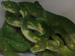 BKSDA Sita Buaya-Ular Dilindungi dari Rumah Warga di Medan