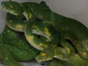 BKSDA Sita Buaya-Ular Dilindungi dari Rumah Warga di Medan