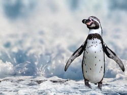 Lho, Penguin Sesama Jenis Ini Jadi Bapak