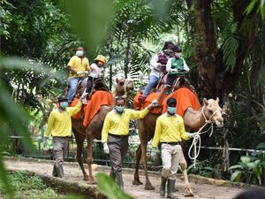 Pengunjung KBS Naik Dua Kali Lipat Saat Libur Imlek 2022 Pengunjung KBS Naik Dua Kali Lipat Saat Libur Imlek 2022