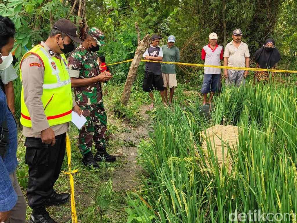 Petani di Ngawi Tewas Kesetrum Jebakan Tikus yang Dipasang Sendiri
