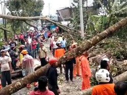 Cuaca Buruk, Pohon di Wonosobo Bertumbangan Timpa Rumah-Tiang Listrik
