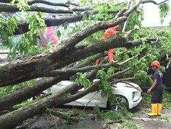Pohon Tumbang Timpa Mobil-Rumah Warga Lumajang