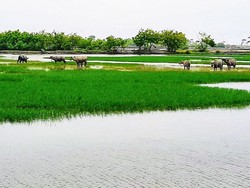 Liburan Seru di Wisata Kampung Kerbau Situbondo Serasa Jadi Koboi