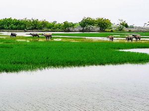 Liburan Seru di Wisata Kampung Kerbau Situbondo Serasa Jadi Koboi Liburan Seru di Wisata Kampung Kerbau Situbondo Serasa Jadi Koboi
