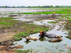 Serunya Liburan di Kampung Kerbau, Serasa Jadi Koboi!