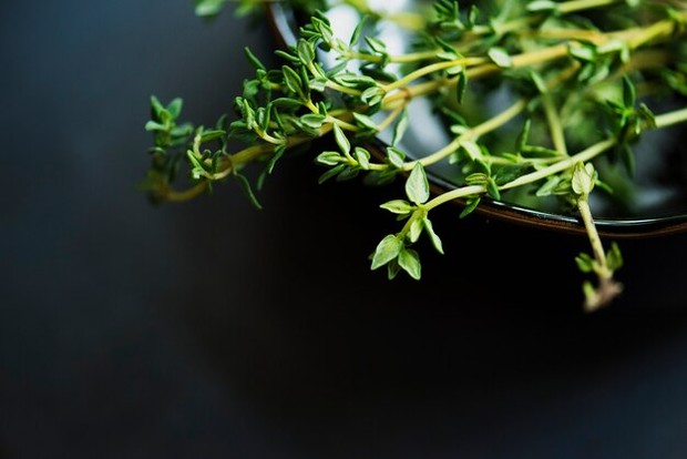 Thyme dapat menjadi obat batuk herbal.