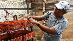Giat Warga Cimahi Raup Cuan Lewat Ternak Pasukan Pelahap Sampah