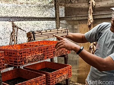 Giat Warga Cimahi Raup Cuan Lewat Ternak Pasukan Pelahap Sampah