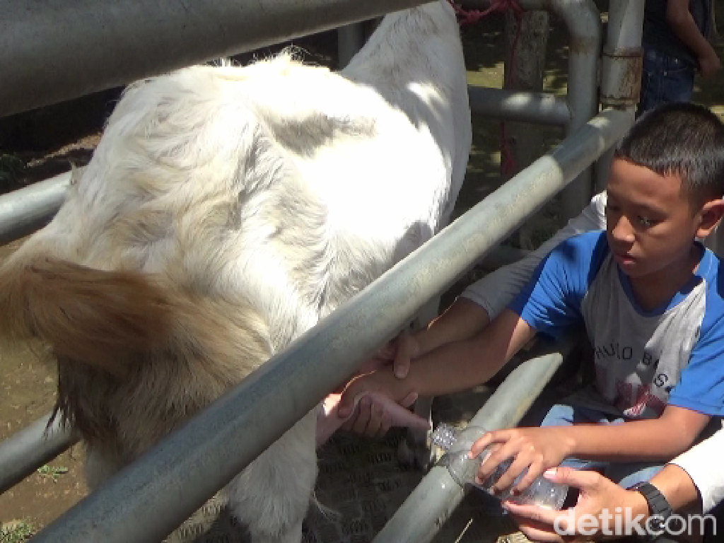 Liburan di Wisata Edukasi Goatzilla Farm, Bisa Ngapain Aja?
