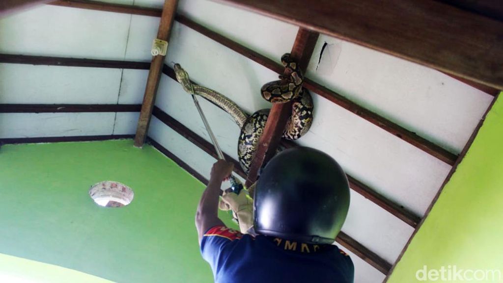 Penampakan Sanca 4 Meter di Plafon Rumah Warga Jombang