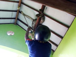 Penampakan Sanca 4 Meter di Plafon Rumah Warga Jombang