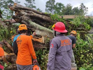Pohon Beringin Raksasa di Wonosobo Tumbang-Timpa Rumah Warga