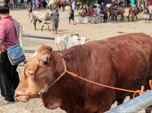 Penyakit Mulut dan Kaki Merebak, Harga Ternak di Gunungkidul Anjlok