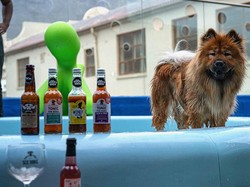 Guk! Hotel Bintang 6 Ini Khusus Anjing