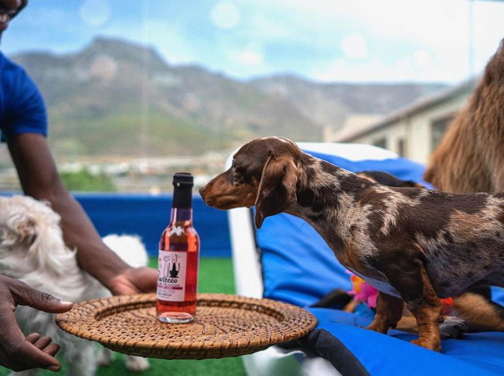 Foto: Hotel Bintang 6 Khusus Anjing yang Kontroversial