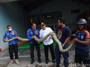 Ular Sanca 4 Meter yang Ditangkap di Jombang Habis Makan Kucing