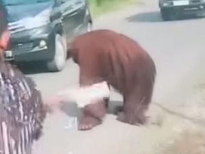 Orang Utan Muncul di Jalan Raya Kutai Timur, BKSDA Ungkap Penyebabnya