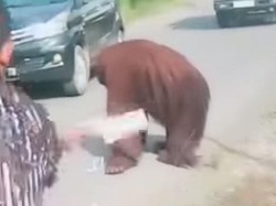 Orang Utan Muncul di Jalan Raya Kutai Timur, BKSDA Ungkap Penyebabnya