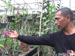 Berawal Hobi, Pembudi Daya Anggrek di Lumajang Ini Cuan Belasan Juta Per Bulan Berawal Hobi, Pembudi Daya Anggrek di Lumajang Ini Cuan Belasan Juta Per Bulan