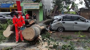 Gegara Angin Kencang, Pohon Tumbang dan Timpa Mobil di Malang