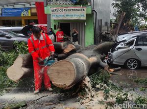 Gegara Angin Kencang, Pohon Tumbang dan Timpa Mobil di Malang