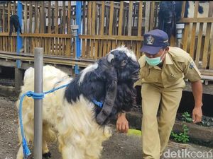 Kasun di Blitar Raup Cuan dari Jasa Kawinkan Kambing Trah Jawara Kontes