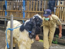 Kasun di Blitar Raup Cuan dari Jasa Kawinkan Kambing Trah Jawara Kontes