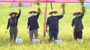 Panen Raya di Desa Ngadirejo Trenggalek