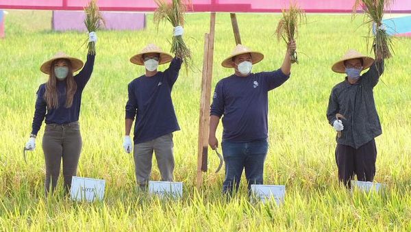 Panen Raya di Desa Ngadirejo Trenggalek