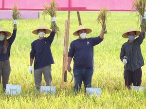 Panen Raya di Desa Ngadirejo Trenggalek