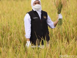 Pemprov Jatim Komitmen Wujudkan Kedaulatan Pangan, Ini Langkahnya