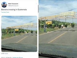 Petani di Guatemala Panen Pisang dengan Teknologi Unik, Begini Caranya