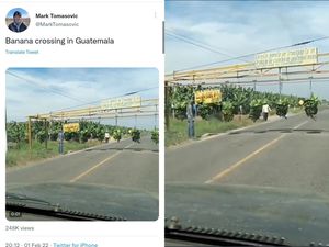 Petani di Guatemala Panen Pisang dengan Teknologi Unik, Begini Caranya Petani di Guatemala Panen Pisang dengan Teknologi Unik, Begini Caranya