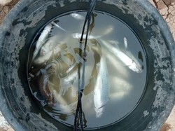 Dituding Jadi Biang Kerok Pencemaran Sungai Cikaniki, Antam Buka Suara