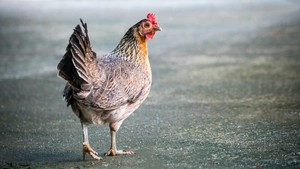 Pasukan Kalah Perang Gara-gara Cuekin Ramalan Ayam