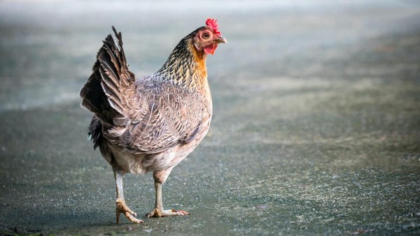Ayam betina Ilustrasi ayam betina.