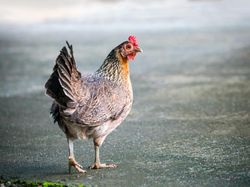 Ayam Keturunan Dinosaurus, Benarkah?