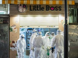 Riset Mengejutkan: Bersin Hamster Bisa Sebarkan COVID