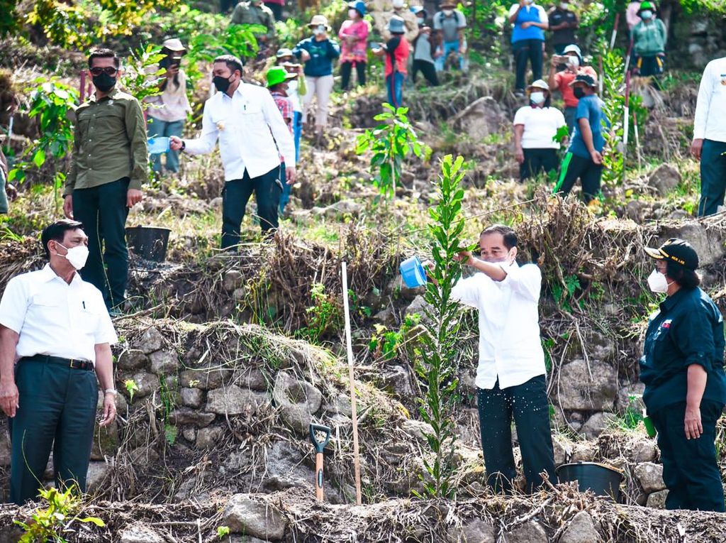 Tanam Pohon, Jokowi Ikut Hijaukan Danau Toba