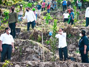 Tanam Pohon, Jokowi Ikut Hijaukan Danau Toba Tanam Pohon, Jokowi Ikut Hijaukan Danau Toba