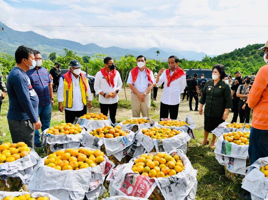 Kisah Jokowi dan Warga Karo: Dikirimi Jeruk, Disambut Indonesia Raya Kisah Jokowi dan Warga Karo: Dikirimi Jeruk, Disambut Indonesia Raya