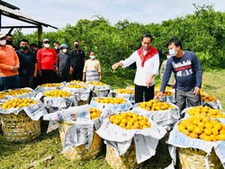 Jokowi Ungkap Jeruk Karo Lebih Mahal dari Jeruk Impor