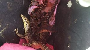 Penyelundupan Reptil Berkedok Paket Dekorasi di Merauke
