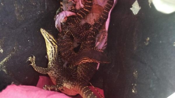 Penyelundupan Reptil Berkedok Paket Dekorasi di Merauke
