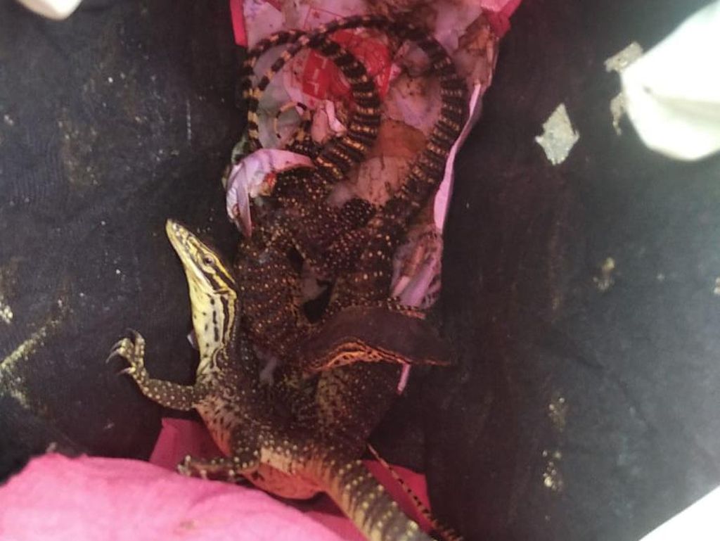Penyelundupan Reptil Berkedok Paket Dekorasi di Merauke