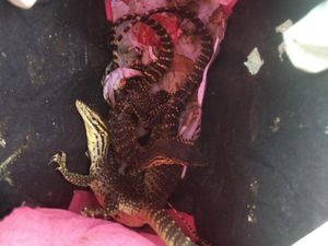 Penyelundupan Reptil Berkedok Paket Dekorasi di Merauke Penyelundupan Reptil Berkedok Paket Dekorasi di Merauke